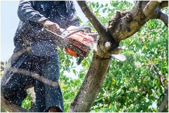 tree services Aldan